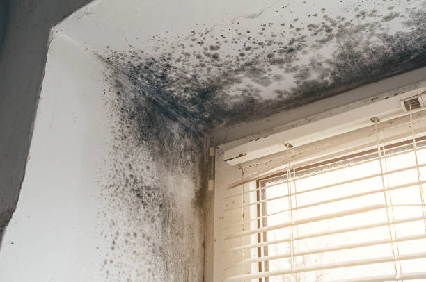 Affordable Mold Remediation solutions in Sterling, CO